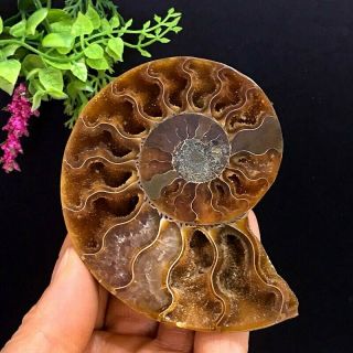 123g Natural A Ammonite Ancient Fossils Slice Nautilus Jade Shell,  Stand 5
