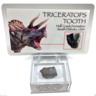Triceratops Tooth Fossil 68 Million Year Old Dinosaur Fossil With Id Card