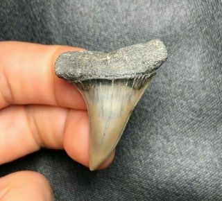 Sharp 1.  47 " Mako Shark Tooth Teeth Fossil Sharks Necklace Jaws Jaw Megalodon