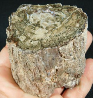 A Polished Petrified Wood Fossil From The Circle Cliffs Utah 366gr E