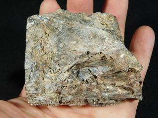 A Polished Petrified Wood Fossil From The Circle Cliffs Utah 366gr e 4