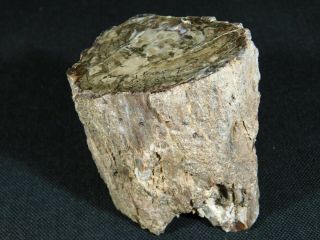 A Polished Petrified Wood Fossil From The Circle Cliffs Utah 366gr e 5