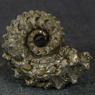 0.  9in (2.  4cm) Pyritized Ammonite Kosmoceras Ornatum Jurassic Callovian Russian