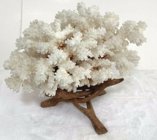 Natural White Sea Coral Home Furnishing Decor Landscaping With Stand