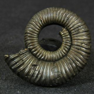 1in (2.  5cm) Pyritized Ammonite Binatisphinctes Jurassic Callovian Fossil Russia