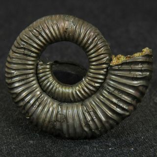 1in (2.  5cm) pyritized Ammonite Binatisphinctes Jurassic Callovian fossil Russia 4