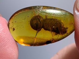 1.  2g Strange Unknown Item Burmite Myanmar Burma Amber Insect Fossil Dinosaur Age