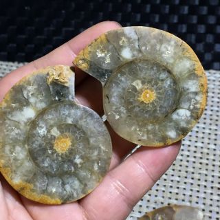 1 Pairs Cut Plit Pearly Nautilus Ammonite Fossil Specimen Shell Healing B262