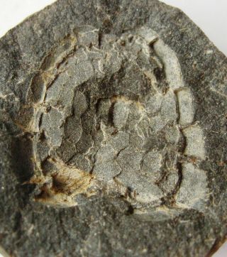 Fossil Echinoderm Mitrocystites Mitra