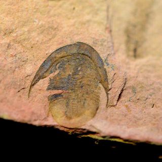 Fossils Trilobite Tsinania Neg,  Interest,  Cool D1