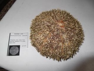 Large Preserved Paracentrotus Spiny Sea Urchin Specimen
