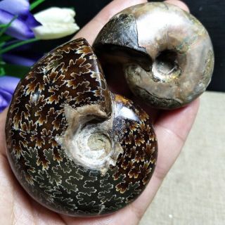 155g Natural Ammonite Nautilus Shell Jurrassic Fossil Specimen Madagascar C467
