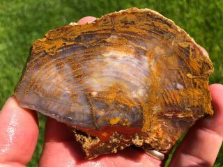 Grassy Mountain Petrified Wood Slab - Red/blue/gold - 60gm.  (s14)