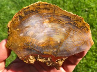 Grassy Mountain Petrified Wood Slab - Red/Blue/Gold - 60gm.  (S14) 2