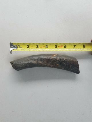 Whale Bone Fossil Approx 7 Inches Long.  Very Old.  Solid.