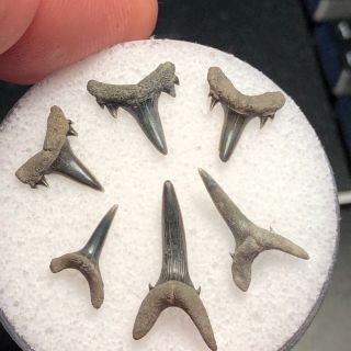 12 Mc) 6 Eocene Fossil Shark Teeth From Muddy Creek,  Virginia.  Nanjemoy Fm