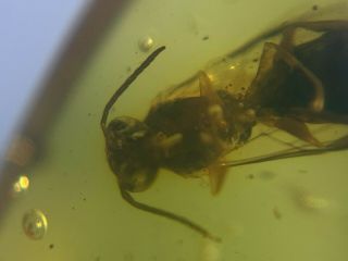 unique Hymenoptera wasp hornet Burmite Myanmar Amber insect fossil dinosaur age 5