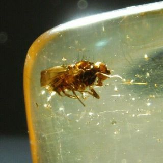 A 90 Million Year Old Fly? Fossil In Polished Fossil Amber Colombia 7.  12gr E