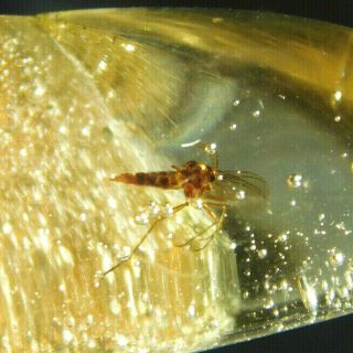 Two 90 Million Year Old Mosquito Fossils In Polished Fossil Amber 6.  71gr E