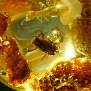 A 90 Million Year Old Beetle Fossil In Polished Fossil Amber Colombia 6.  78gr E
