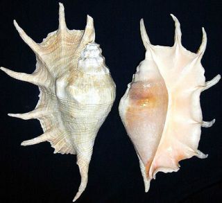 Giant Lambis Truncata Spider Conch Seashell Approx.  10 "