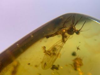 Unique Scorpion Fly&plant Burmite Myanmar Burma Amber Insect Fossil Dinosaur Age