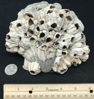 Large Chesapecten Jeffersonius Scallop Fossil Shell With Barnacles