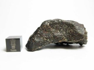 Nwa 869 Meteorite 39.  17g Beautifully Shaped Chondrite