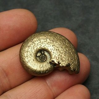 35mm Harpoceras Ammonite Pyrite Mineral Fossil Fossilien Ammoniten France