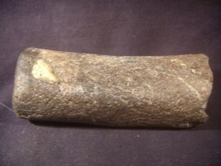 Fossilized Dugong Rib Bone Venice,  Florida 4