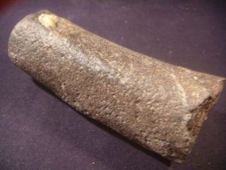 Fossilized Dugong Rib Bone Venice,  Florida 5