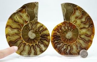 6956xx Fossil Pair Ammonite Great Color Crystal Cavities Large 4.  6 " 110myo 117mm