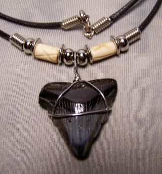 Megalodon Shark Tooth Necklace 1 1/8 " Fossil Teeth Fishing Scuba Dive Meg Tooth