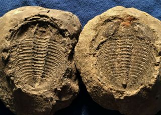 Labiostria Westropi Trilobite Positive And Negative,  Late Cambrian