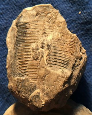 Pseudagenocare Bispinatum Trilobite,  Ventral,  Late Cambrian