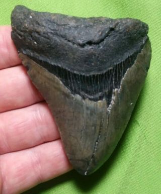 Huge " 3.  40 Megalodon Shark Tooth Teeth Extinct Fossil Meg Scuba Diver Direct 21