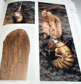 An Illustrated Guide To Ecology Of Japanese Cordyceps Book From Japan 0961