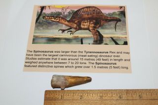 Spinosaurus Tooth 2.  25 " Teeth Dinosaur Fossil T Rex Era Cretaceous Sps64