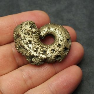 46mm Kosmoceras Ammonite Pyrite Fossils Ryazan Russia Fossilien Pendant 2