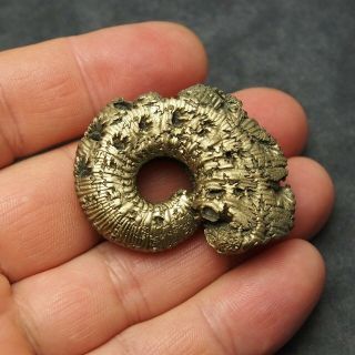 46mm Kosmoceras Ammonite Pyrite Fossils Ryazan Russia Fossilien Pendant 3