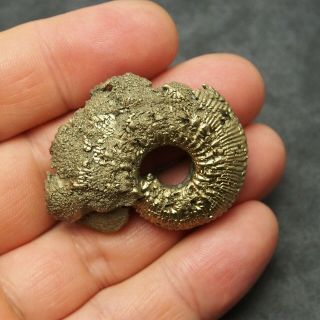 46mm Kosmoceras Ammonite Pyrite Fossils Ryazan Russia Fossilien Pendant 4
