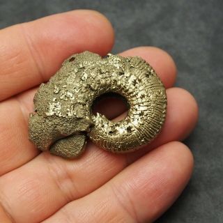 46mm Kosmoceras Ammonite Pyrite Fossils Ryazan Russia Fossilien Pendant 5