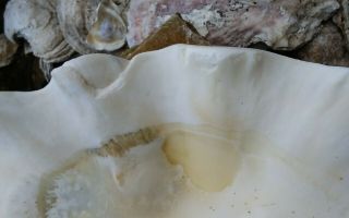 Giant Clam Shell Tridacna Gigas Shell Layers of Sea Life 2
