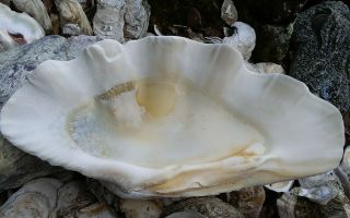 Giant Clam Shell Tridacna Gigas Shell Layers of Sea Life 5
