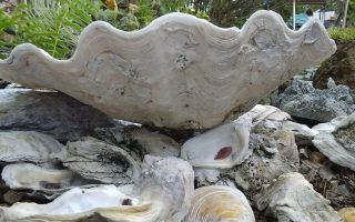 Giant Clam Shell Tridacna Gigas Shell Layers of Sea Life 6