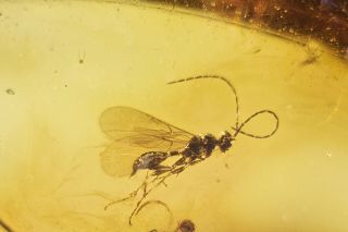 Baltic Amber With Fossil Wasp Inclusion Millions Of Years Old