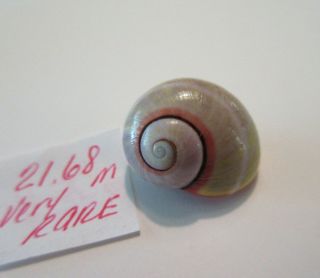 Polymita Spectacular Shell 21.  68 Mm Absolutely Gorgeous Very Rare Color