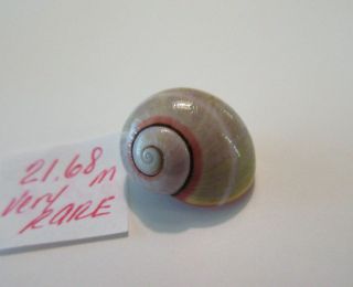 POLYMITA SpEcTaCuLaR Shell 21.  68 mm Absolutely Gorgeous Very RaRe Color 2