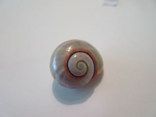 POLYMITA SpEcTaCuLaR Shell 21.  68 mm Absolutely Gorgeous Very RaRe Color 3