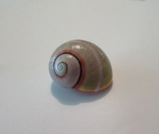 POLYMITA SpEcTaCuLaR Shell 21.  68 mm Absolutely Gorgeous Very RaRe Color 4